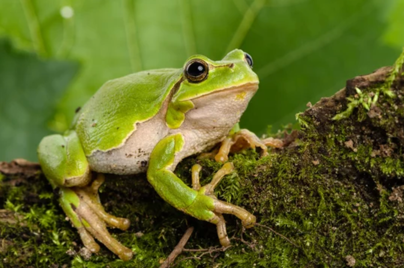 residential pest control Katy TX