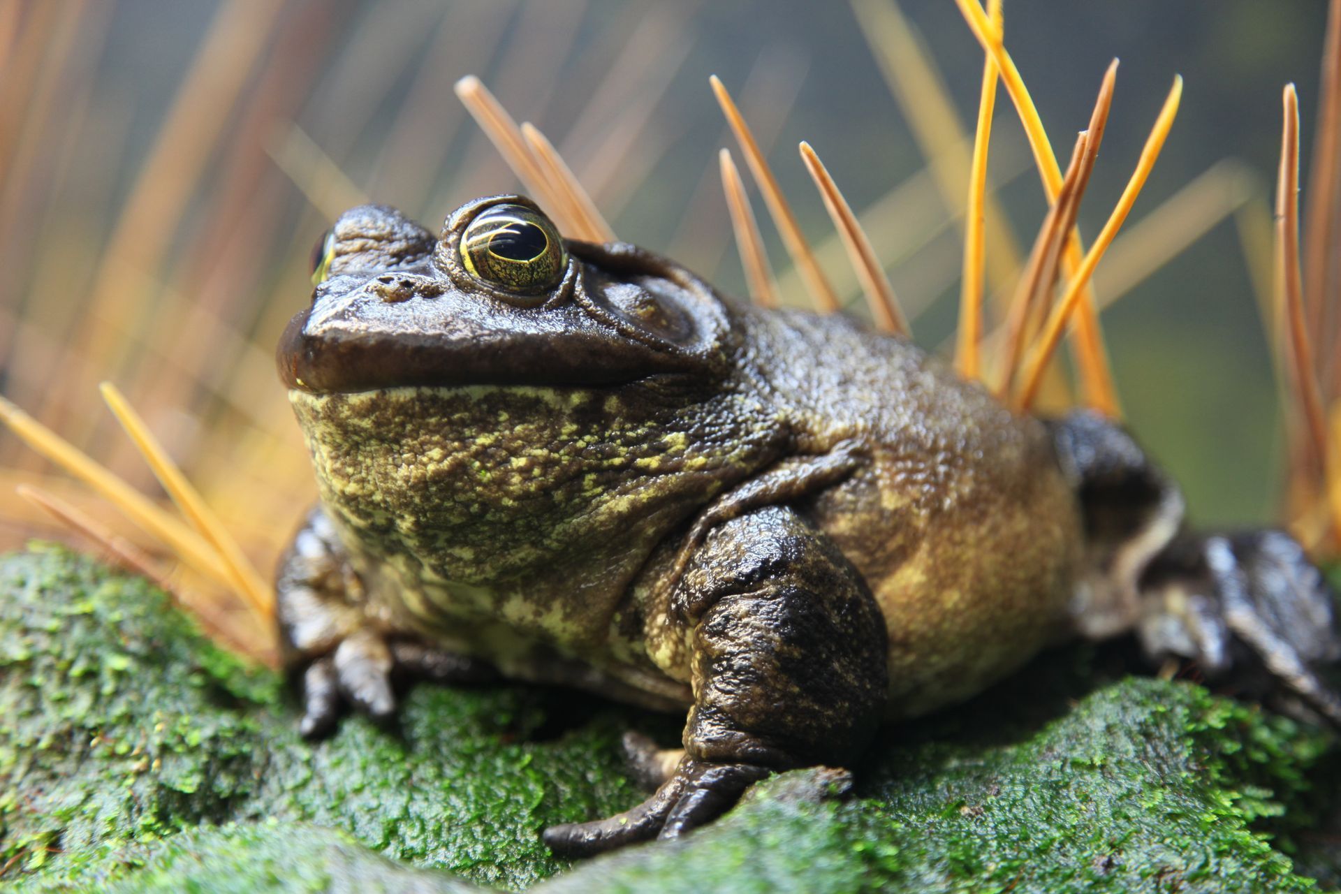 A dark frog sits on moss, with yellow-brown grasses in the background.
