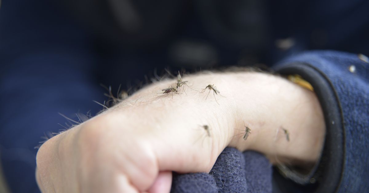 Mosquitoes swarming a person's arm, likely biting. Blue sleeve in background.