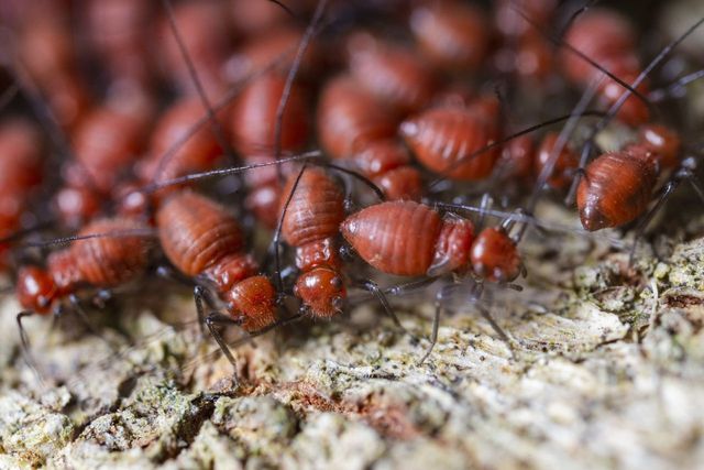 Red, clustered insects on rough brown bark.