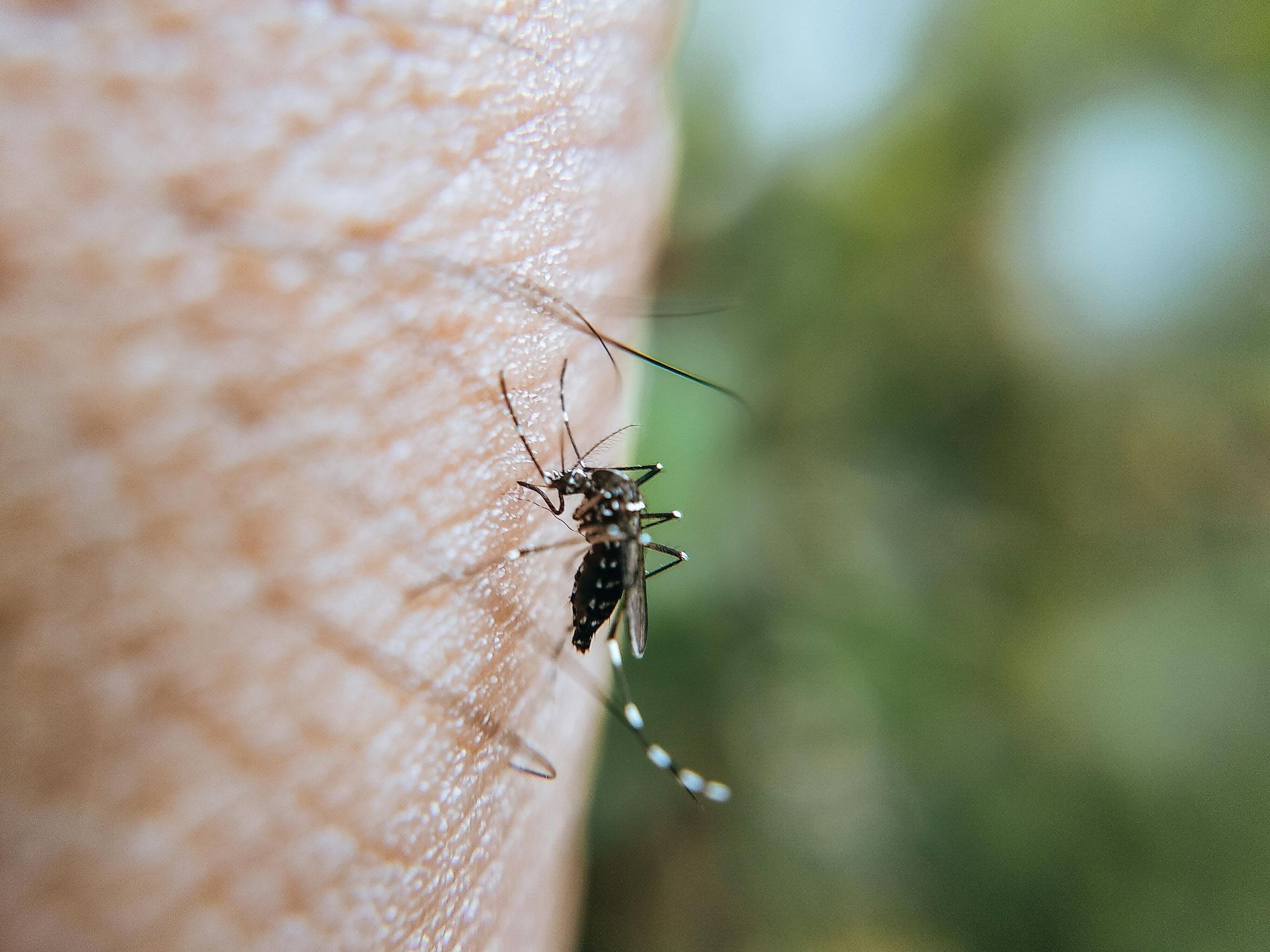 mosquito removal in Pinehurst TX
