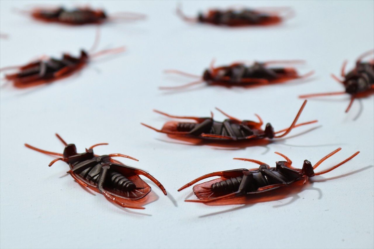 Scattered, reddish-brown plastic cockroaches on a white surface.