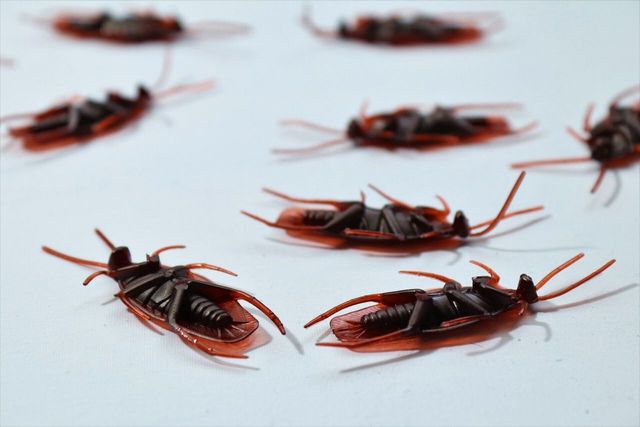 Scattered, reddish-brown plastic cockroaches on a white surface.