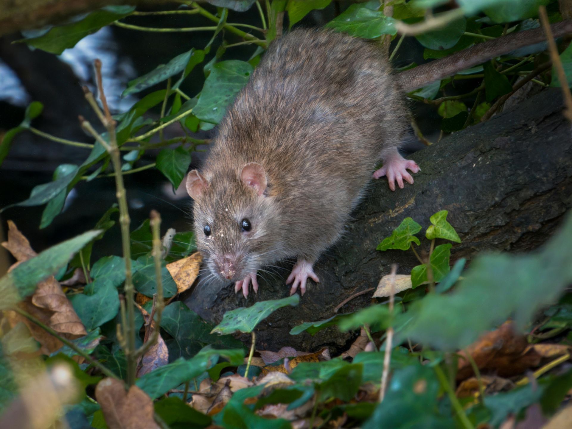 rodent control in Rayford TX