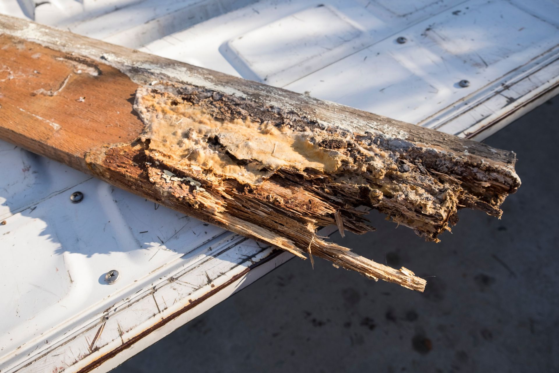 termites in The Woodlands TX