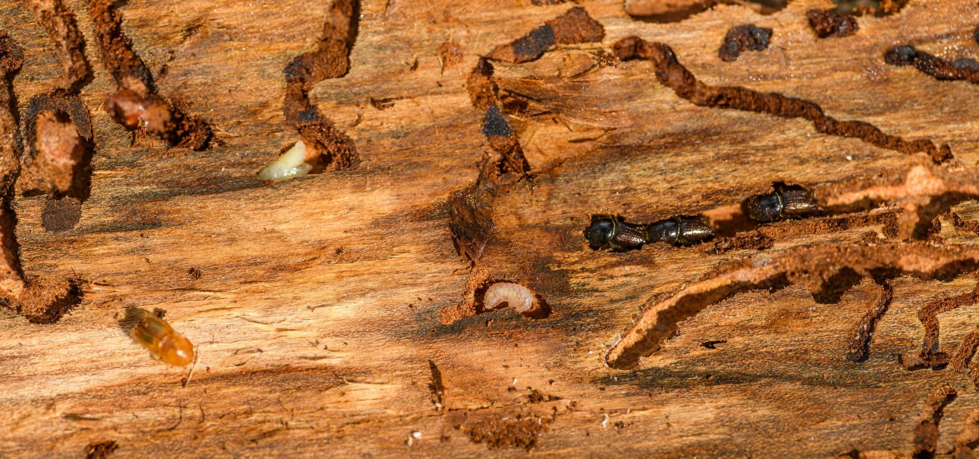 residential pest control Porter TX